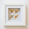 4 Crane Frame and Affirmation Crane Set