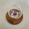 Wish Bubble